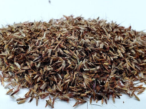 100+ LEMONGRASS SEEDS LEMON GRASS CYMBOPOGON FLEXUOSUS MOSQUITO REPELLENT