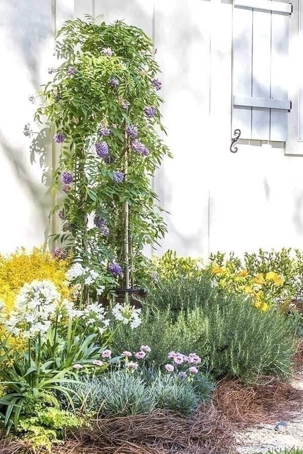 Wisteria | 2 Inch | Wisteria frutescens | Climbing Vine | Purple Flowers | Tree