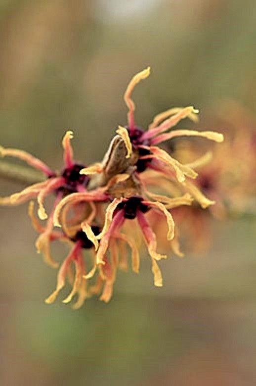 10 STRAWBERRIES AND CREAM WITCH HAZEL SEEDS – Hamamelis x intermedia