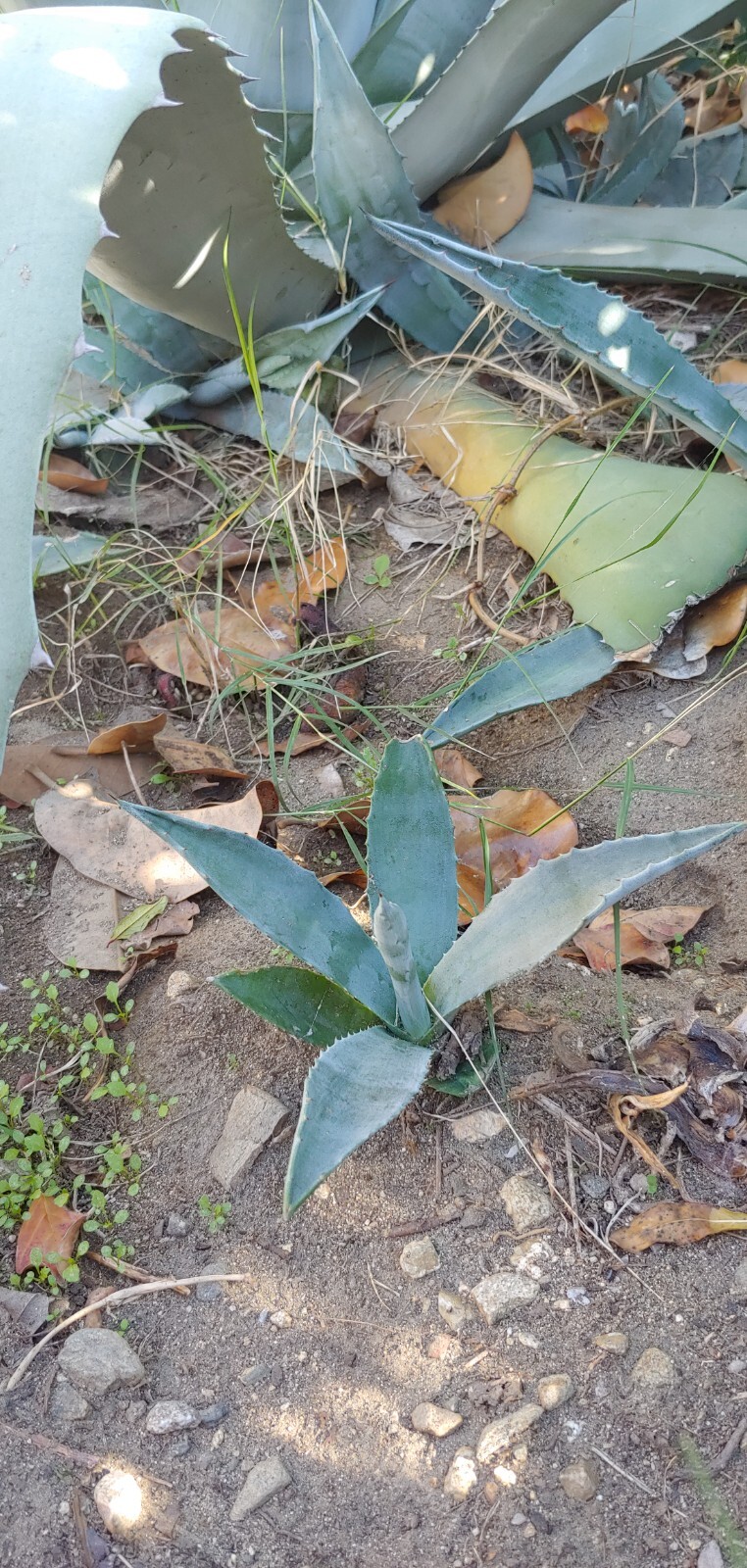 2 Live Plant Agave Succulent plant Bare Root (4 inches to 6 inches per each)