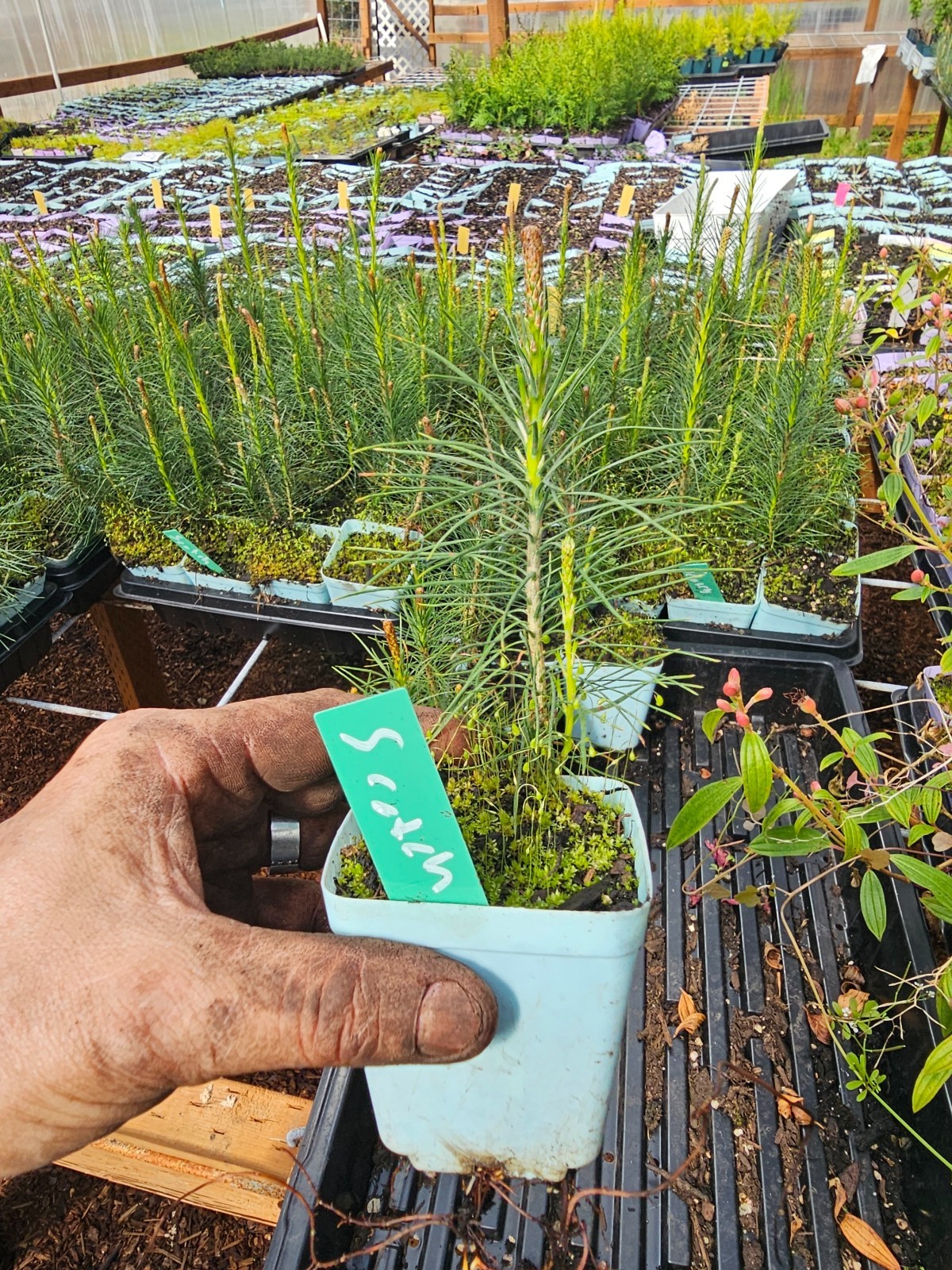 ONE small SCOTTISH WHITE PINE TREE PLANT bush IN 3″ pot