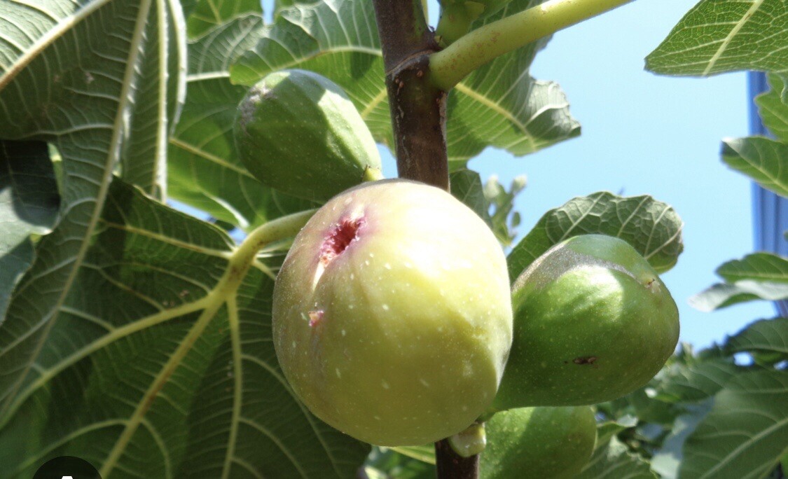 6 cuttings Fig tree stems unrooted delicious sweet fruit organic propagation.