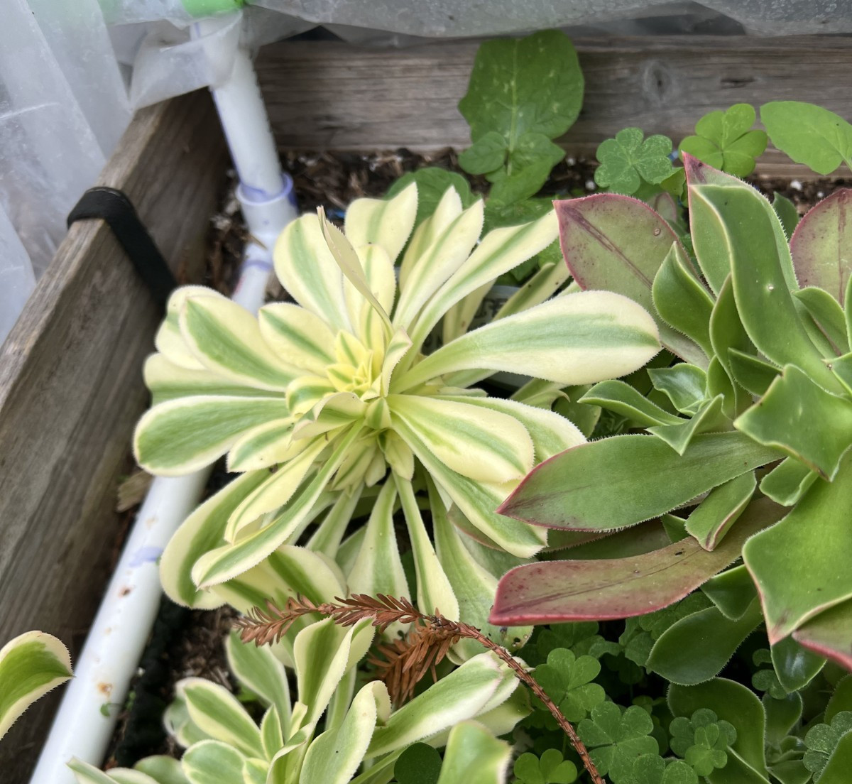 6 Cutting Rare Aeonium 3 to 5” Zwartkopf, Moon Burst, Merlot, Suncup, Blushing