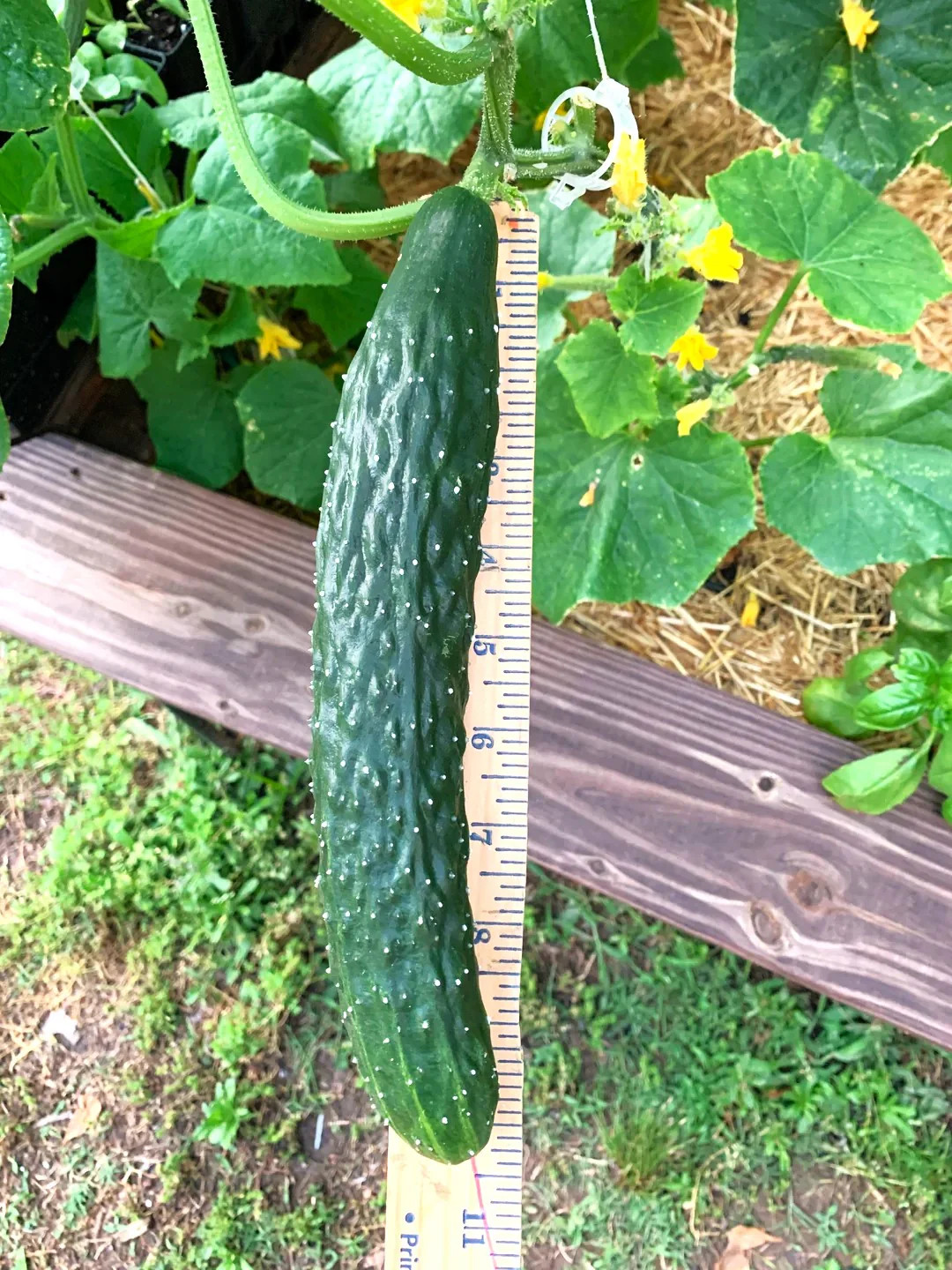 China Jade Burpless Cucumber Seeds – For 2026 Planting Delicious Long Dark Green