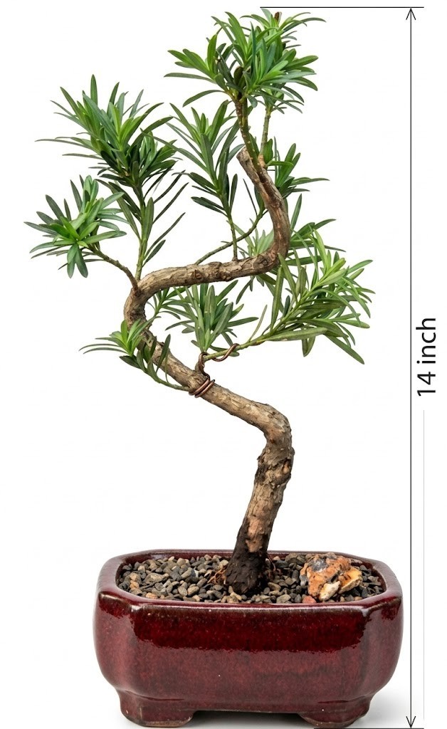 Flowering Podocarpus Bonsai Tree Live Indoor Plant Curved 12 Yr Old 14 In Pot