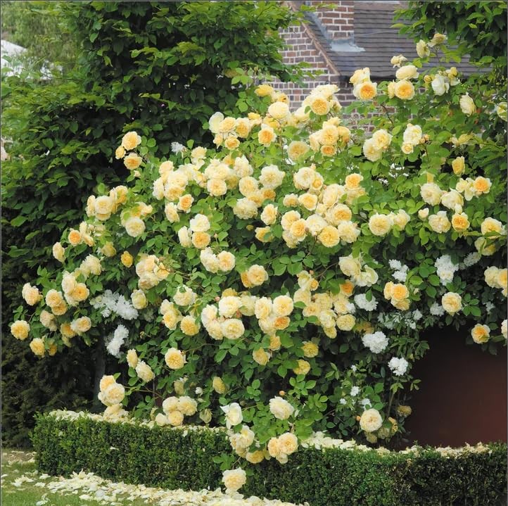 Carpet Creeping 301 Climbing Rose Bush Seeds For Planting Outdoors-Fragrant