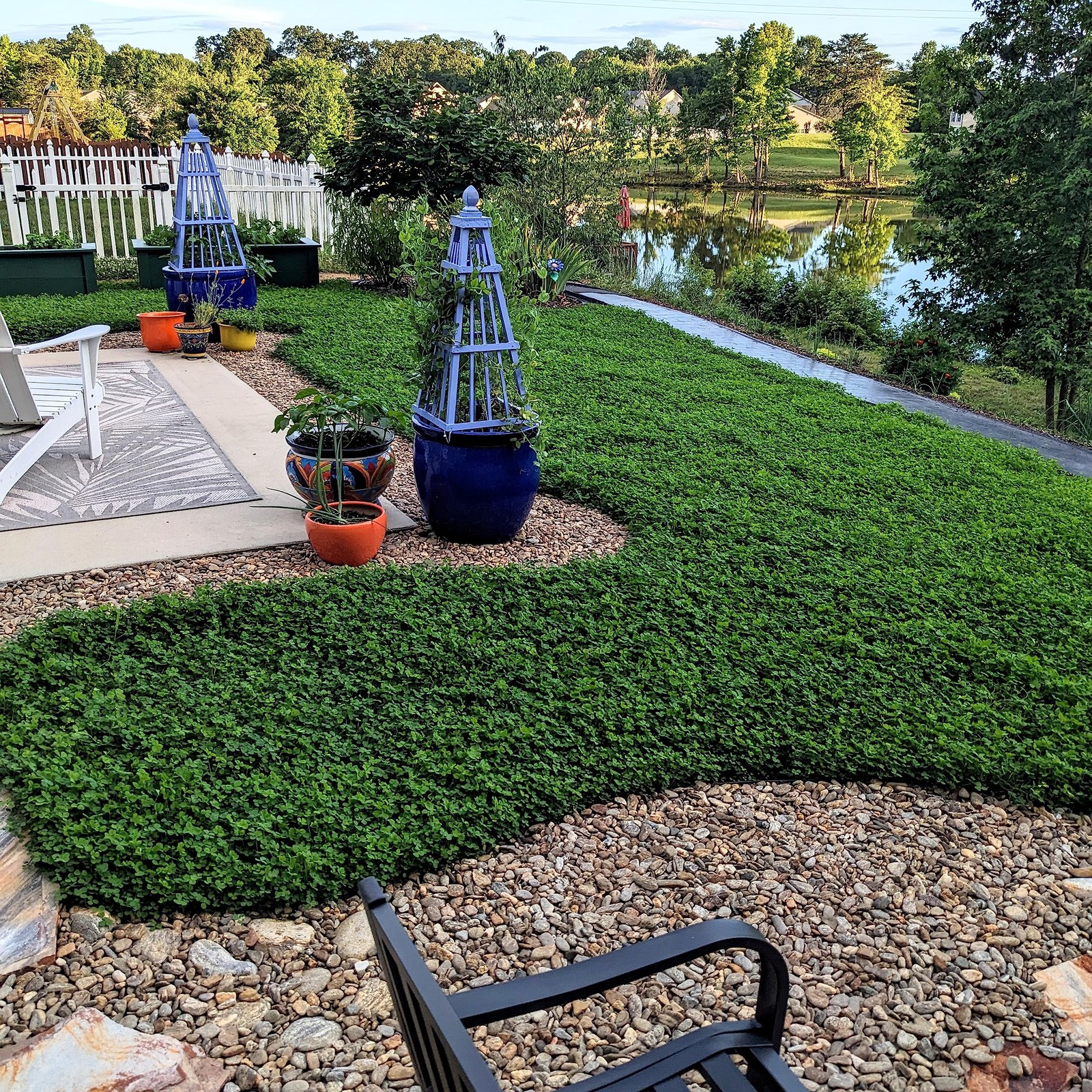Mini Clover Seed – Drought Tolerant Ground Cover for Easy Lawn Care, 1/4 lb