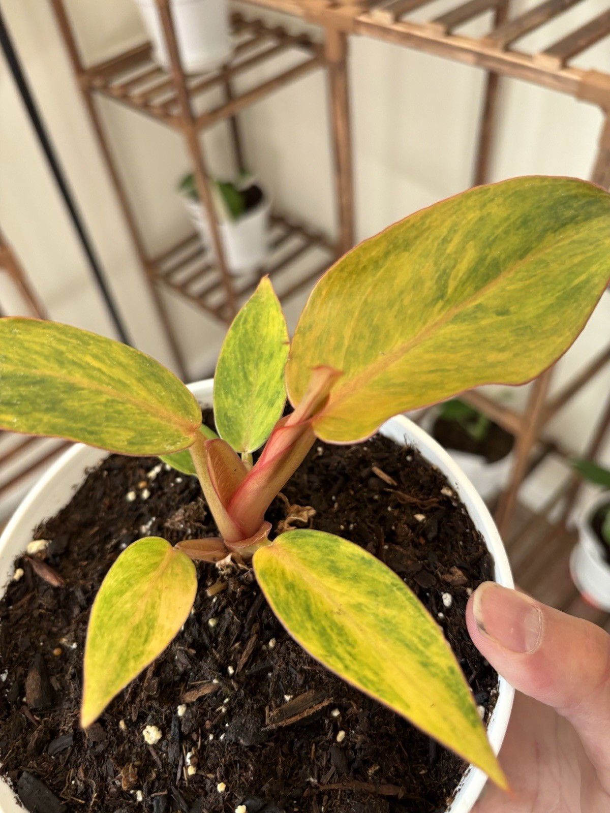 Philodendron Quadcolor Variegated 6″ Pot Rare Exact Plant #070