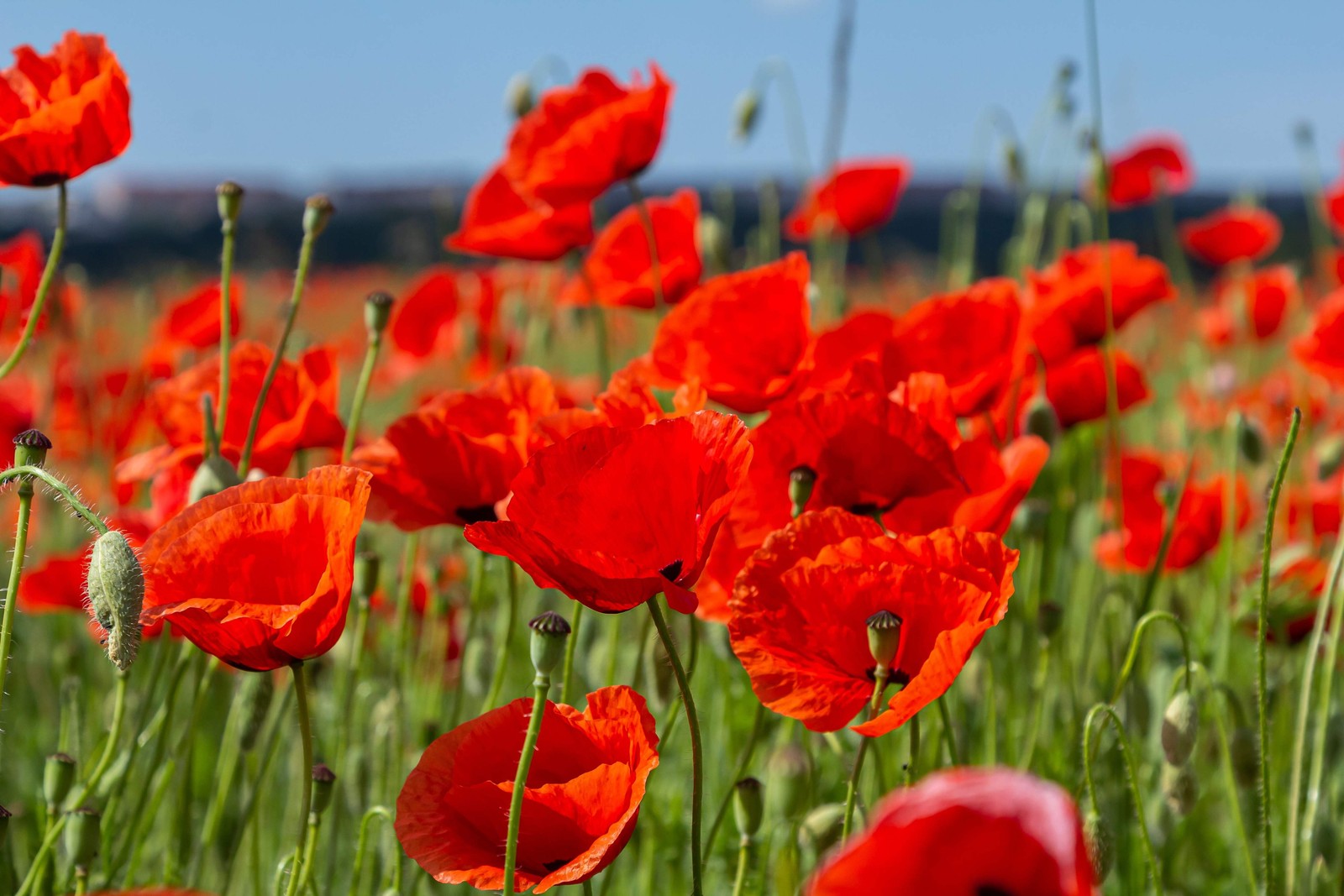 1000 Red AMERICAN LEGION POPPY Corn Shirley Flanders Papaver Rhoeas Flower Seeds