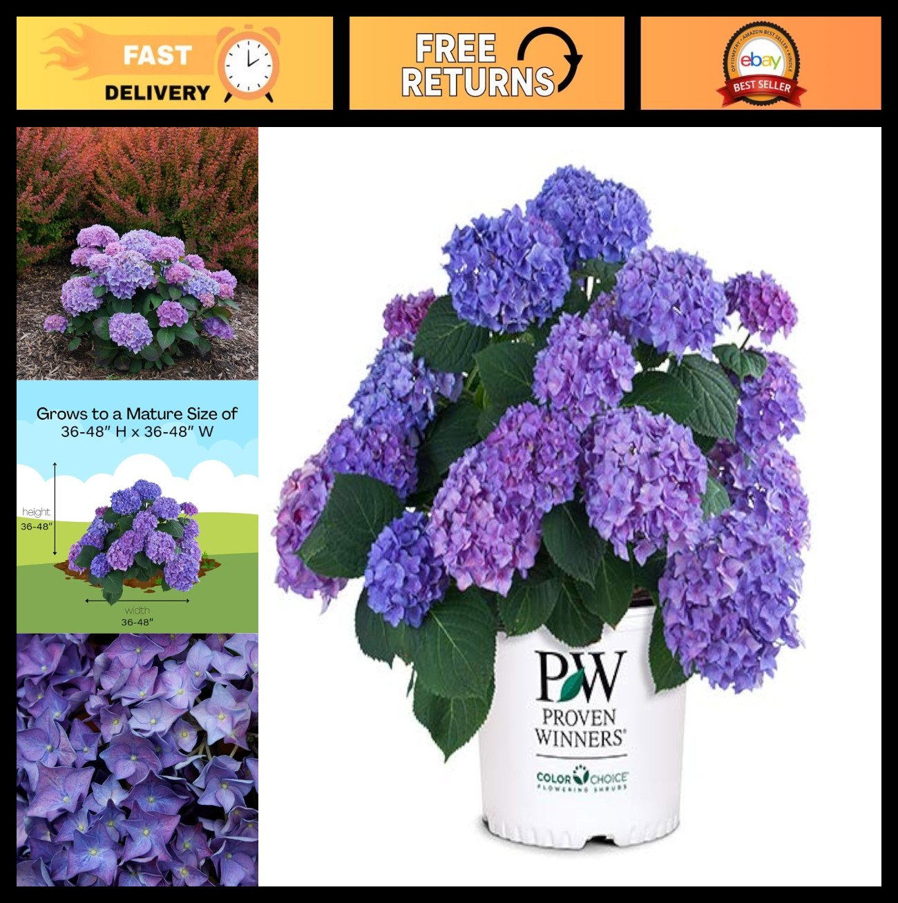 2 Gallon Hydrangea Shrub – Let’s Dance Rhythmic Blue, Vibrant Blooms, Easy Care