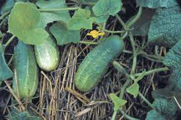 PICKLING CUCUMBER SEED, NATIONAL, HEIRLOOM, NON GMO, 100 SEEDS, PICKLE