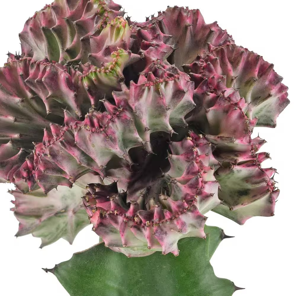 4 In. Light Purple Marmaid Tail Coral Cactus Live Indoor Plant in Beige Plastic