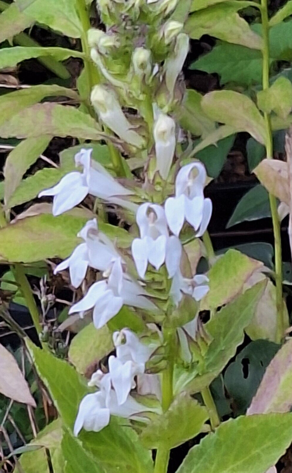 Giant white lobelia 253 SEEDS, LOBELIA SIPHILITICA hardy, EZ to grow, USA seller