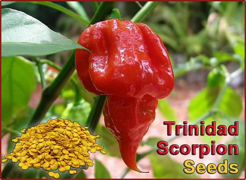 Scorpion Pepper Seeds – 50 Seeds To Grow Scorpion Plants (High Germination Rate)