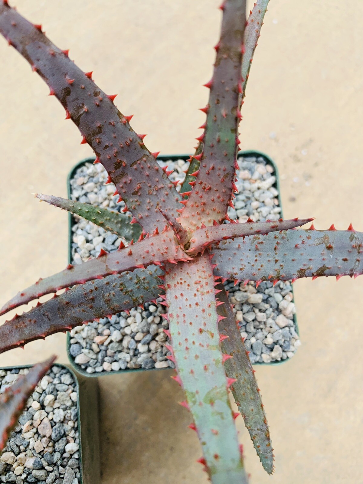 Aloe hybrid ‘Purple Wave’ (Aloe Castilloniae X ‘Purple Haze’) Rare Aloes, Plants