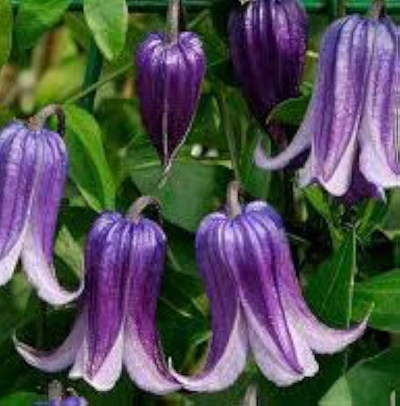 Clematis Rooguchi | Blue Bells | 10_Seeds