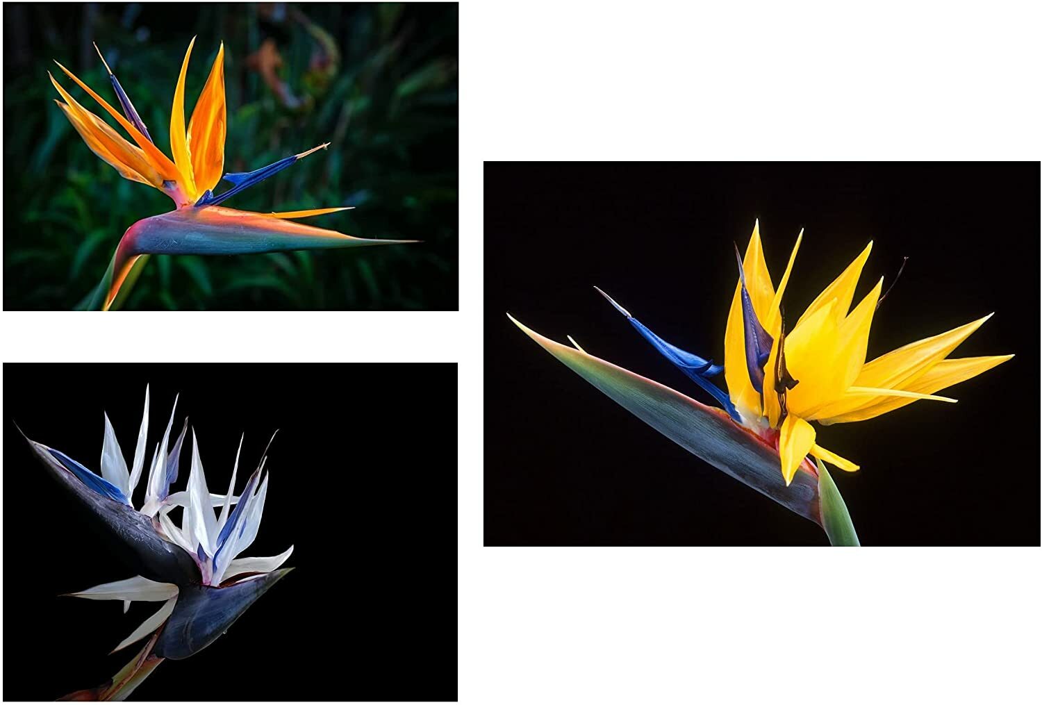 Bird of Paradise Flower Seed Bundle – 3 Colors, Orange, Yellow, White – 5 Seeds
