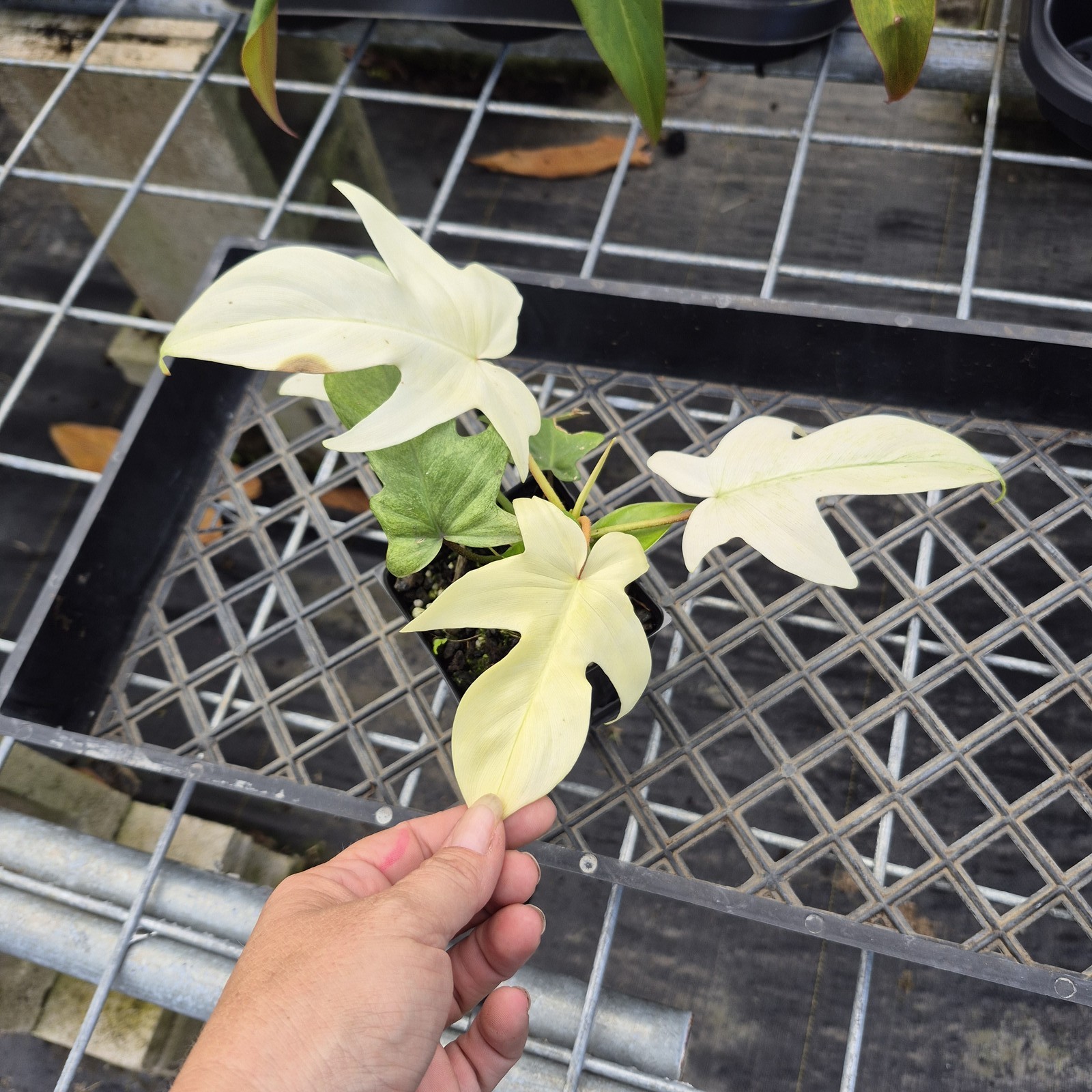 Philodendron Florida Ghost, Exact Plant Ships Nationwide