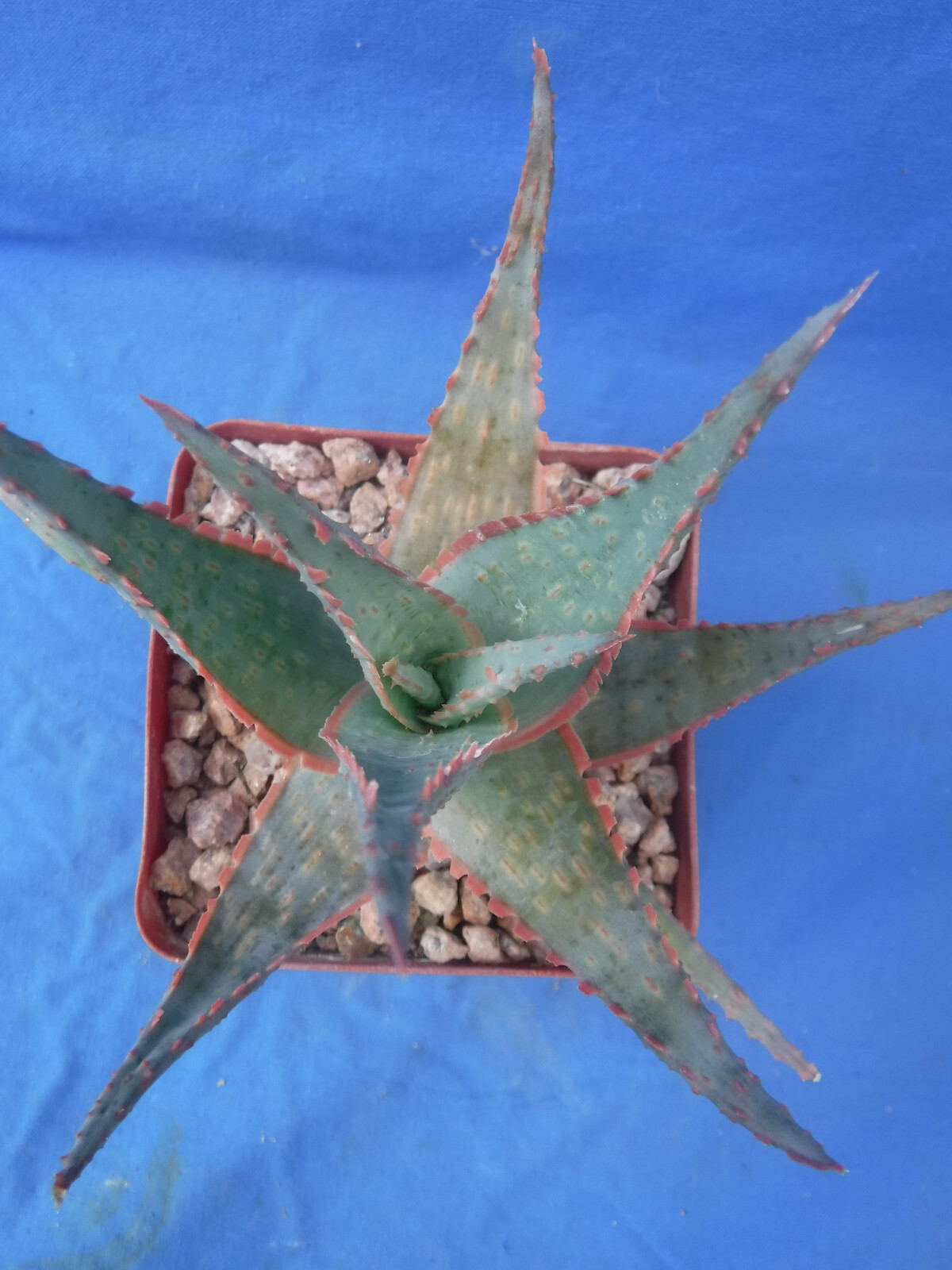 Aloe Hybrid KG “Dental Work” Great Colors/Texture Succulent 3″ to 4″ Wide 3″ Pot