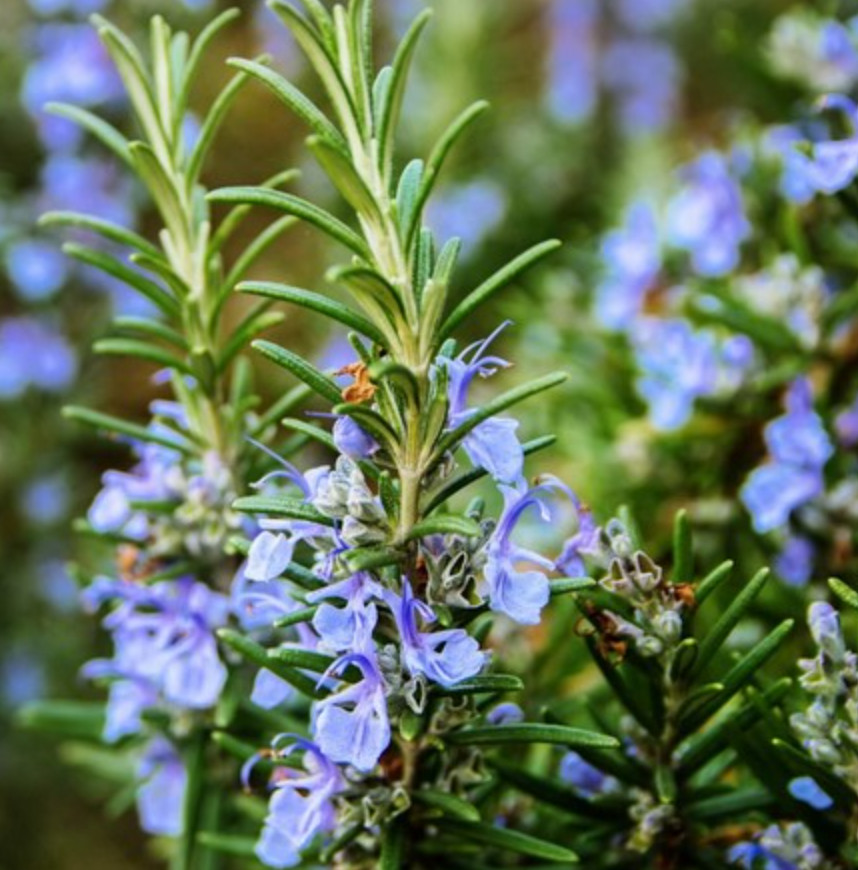 Upright Rosemary Plant – Live Plant in 1 Pot (2 Plants per Pot) – 6-8″ Tall