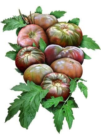 Cherokee Purple Tomato Seeds For Planting (Solanum lycopersicum)