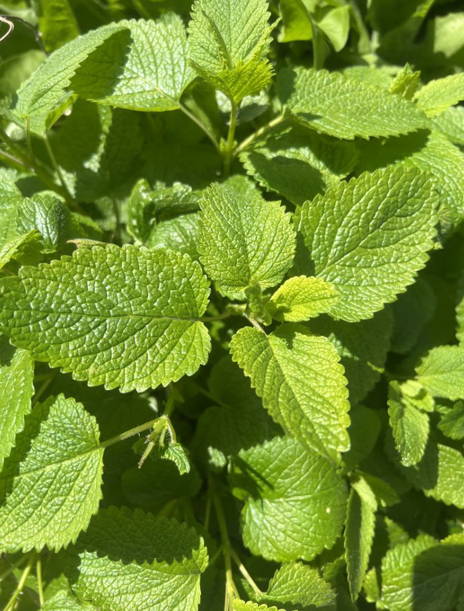 Lemon Balm Live Plant Plug – 1–3″ Tall – Fragrant Herbal Plant – Edible Herb