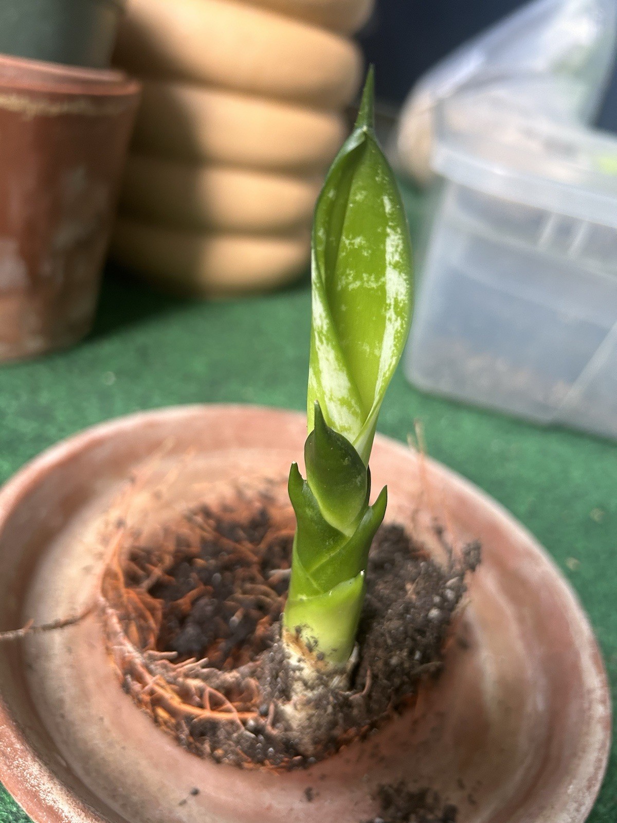 EXACT Sansevieria ‘Whitney’ Rhizome 6” healthy live snake plant