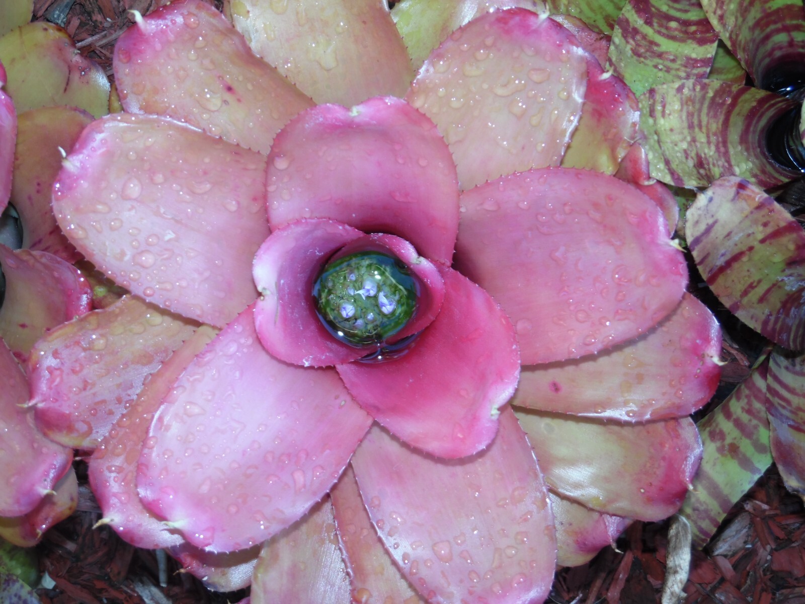 Neoregelia MYSTERY 1 Bromeliad one tropical plant *MEDIUM* ***SALE***