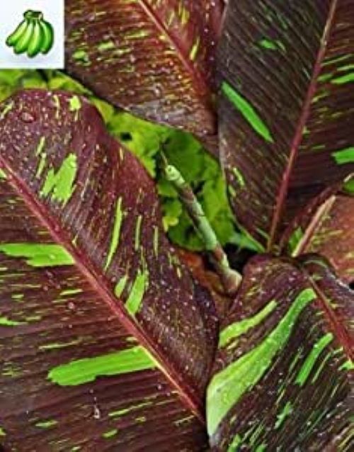 ~SIAM RUBY~Variegated Ornamental Banana SMALL ROOTED STARTER PLANT~VERY RARE~HTF