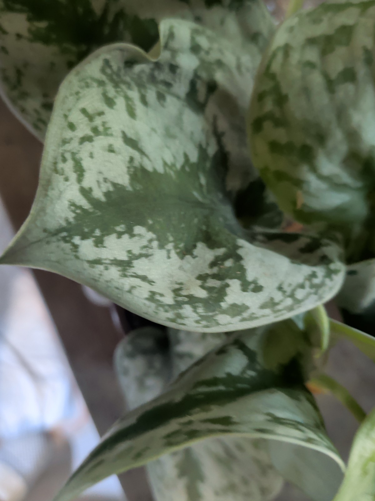 SALE.. 1 Silver Sword 1 Silver Pothos In 3″ Pots