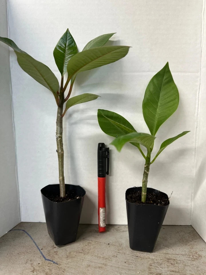 Maleficent-Plumeria Rubra Frangipani-SMALL Rooted Seedling Plant-4-6 inches tall