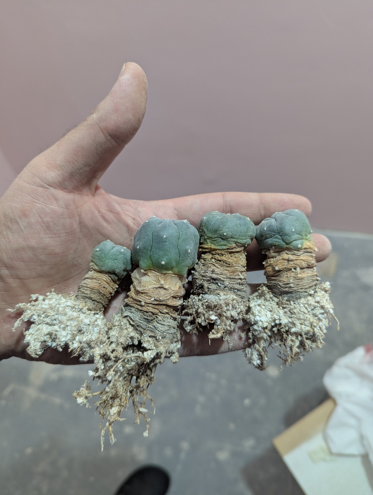 Northern Blue Button Cactus 0.5-1.5 inch W