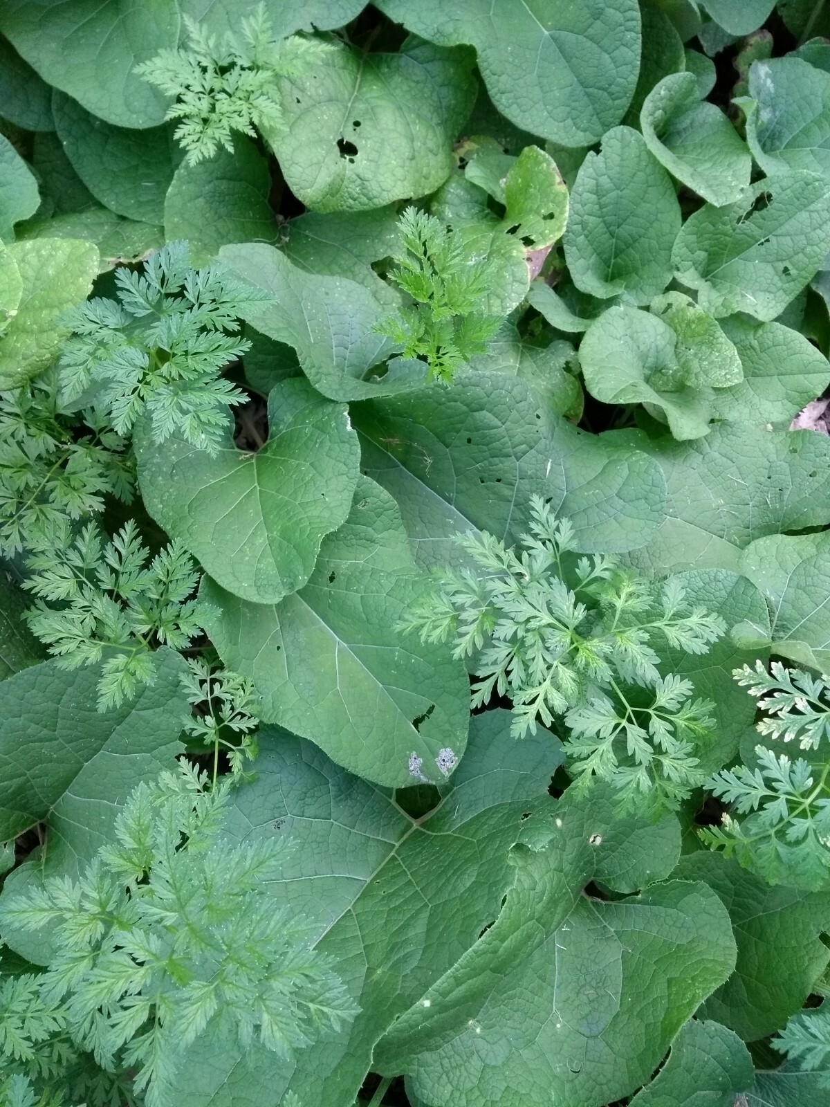 25 Large Burdock Arctium Lappa Plant Seeds Vegetable Japanese Garden
