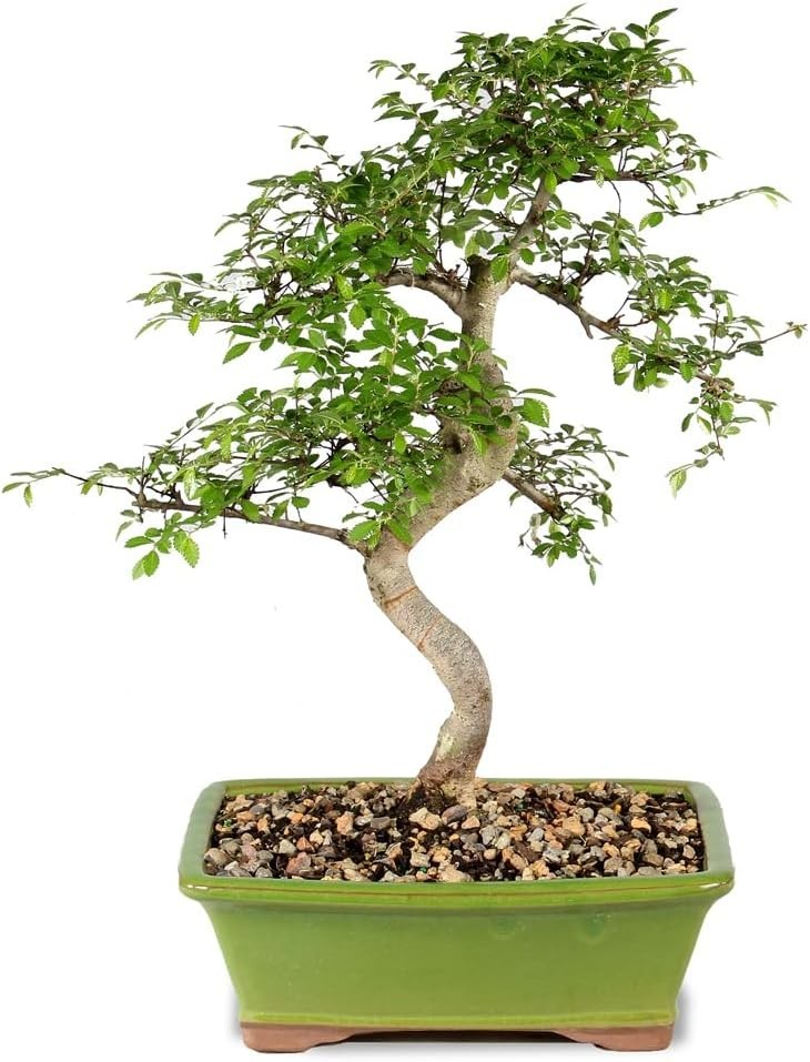 Brussel’s 15–Old Outdoor Chinese Elm Bonsai with Ceramic Pot – 16” High