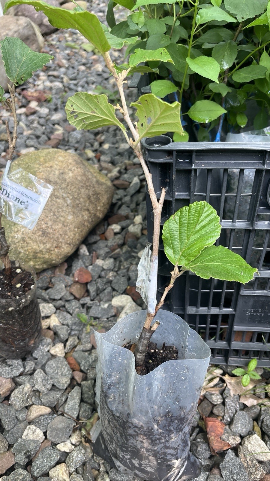 Hamamelis × intermedia ‘Diane’, 1 year old plant, grafted