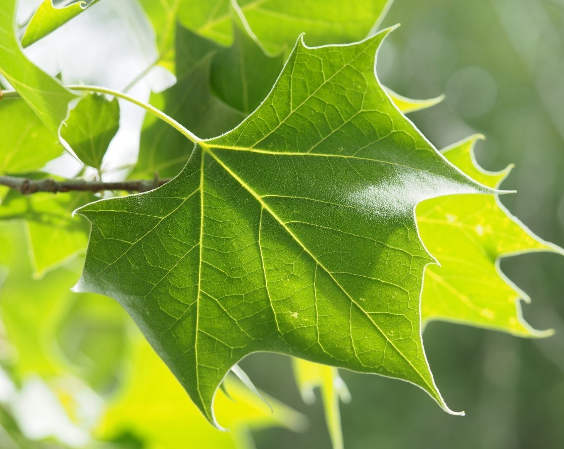 Set 2 American Plane Trees – 6-12 Inch Tall – 4 Inch Pot – Platanus Occidentalis