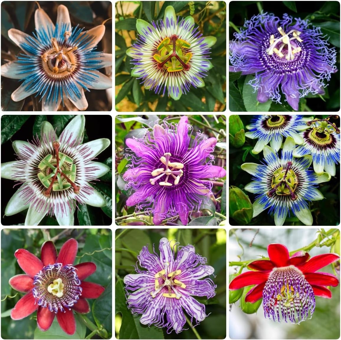 Mixed Passion Flower Seeds – 50+ Passiflora Seeds, Stunning Colors & Exotic Bloo