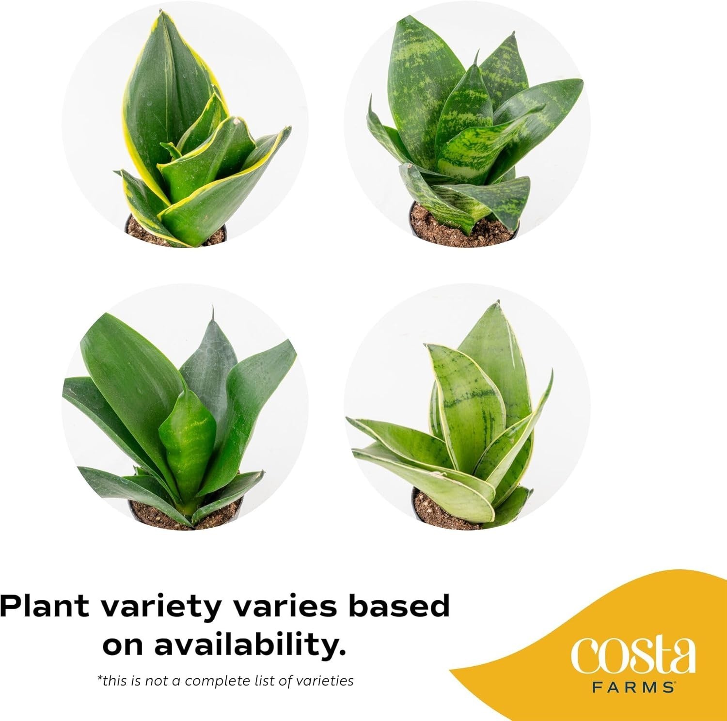 Snake Plant, Live Plants in Plastic Pots, Easy to Maintain, Air Purifying Ind…