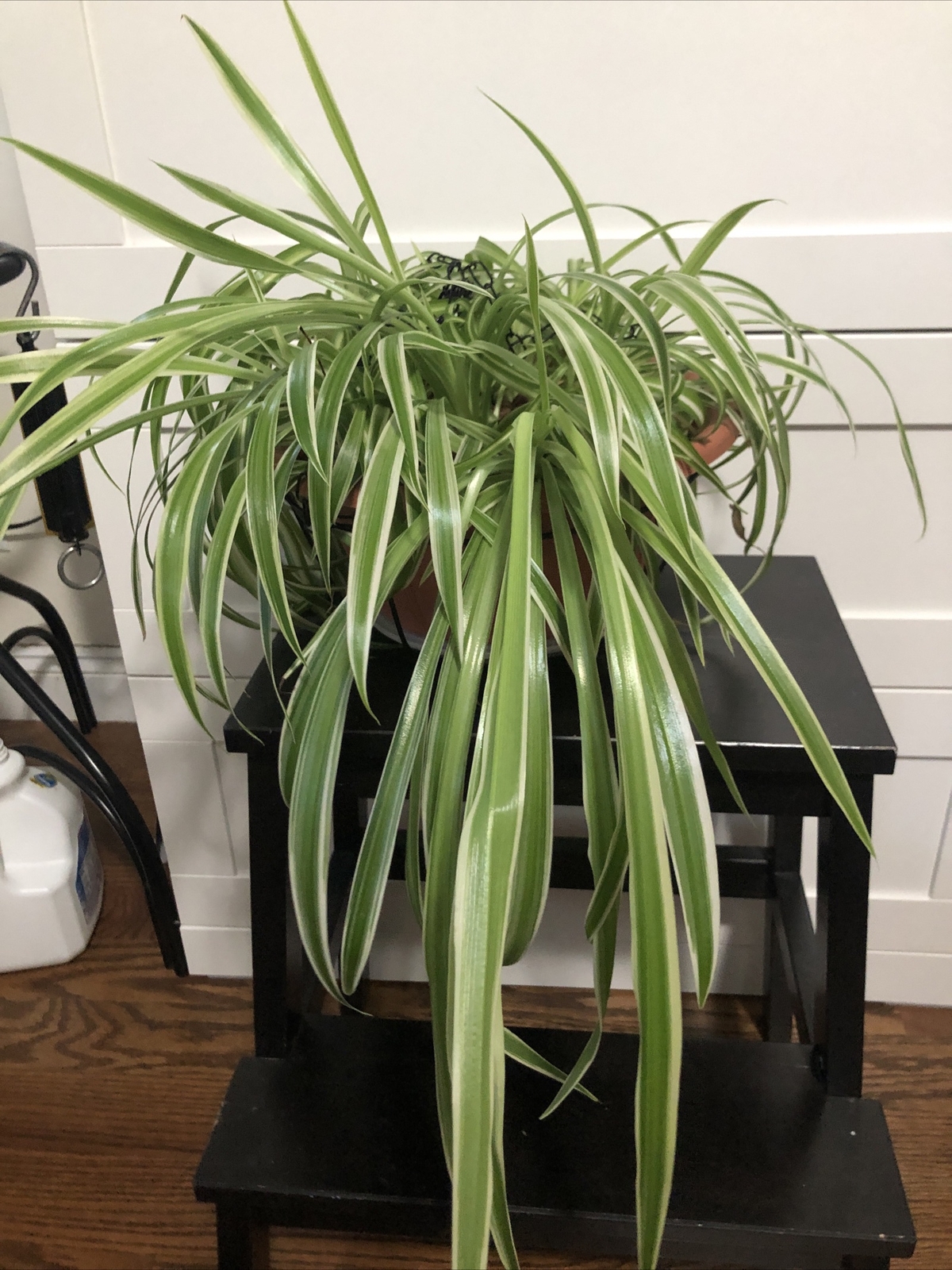 4-Rooted Spider Baby Plants/Variegated Bonnie/established plants easy to care