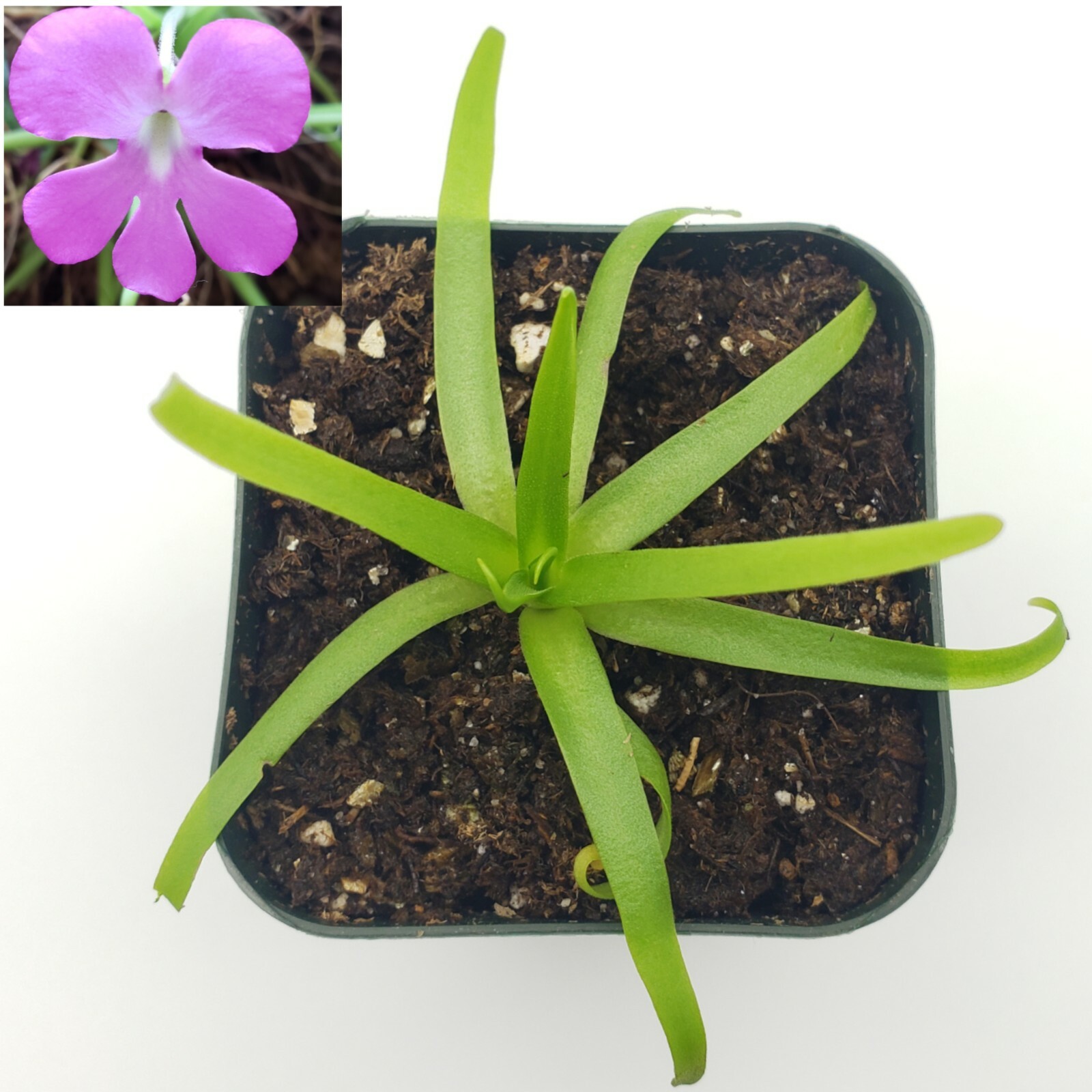 Pinguicula moctezumae – Carnivorous Plant – Butterworts