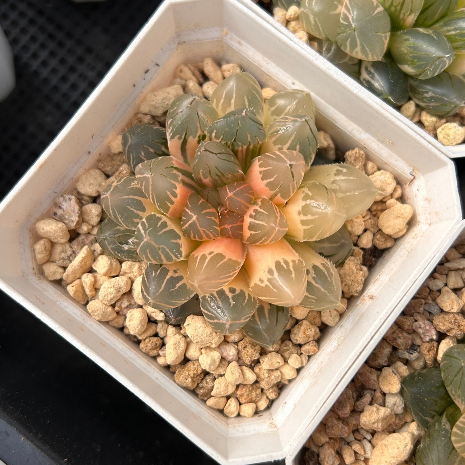 2.5” Haworthia Dragon Claw Variegated, Live Succulent Plants,Rare Plants