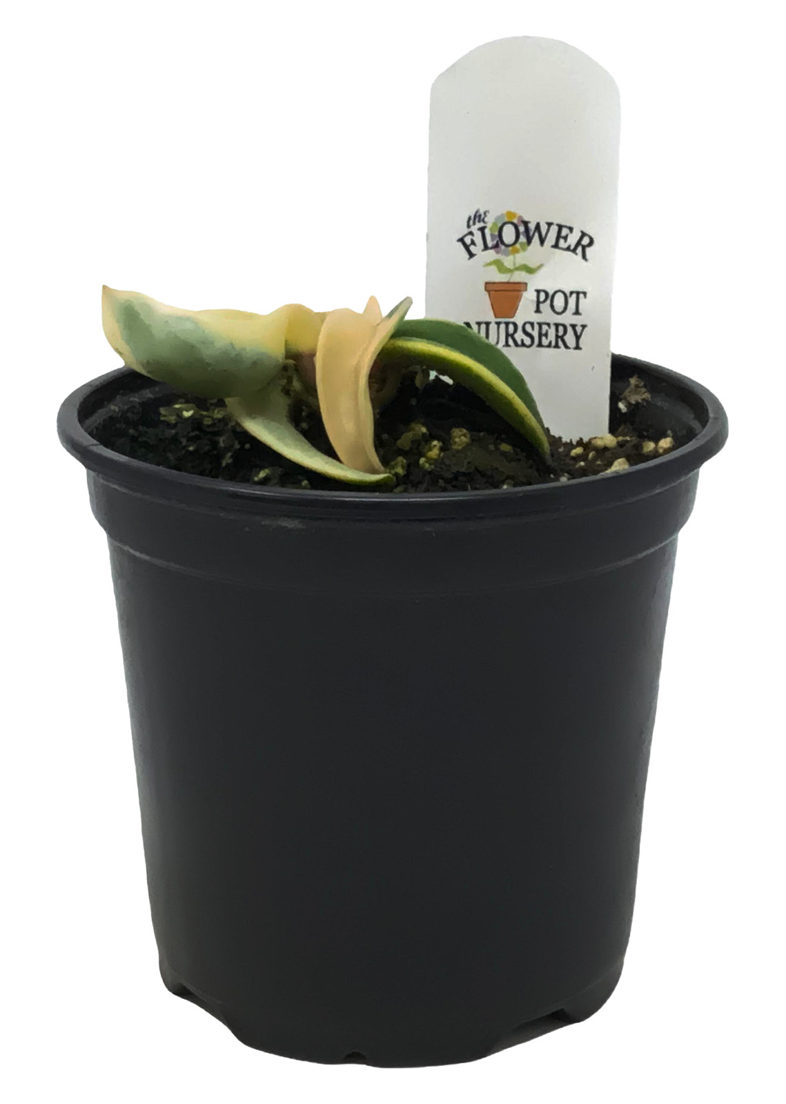 FlowerPotNursery Variegated Hindu Rope Hoya carnosa Compacta Variegata 4″ Pot