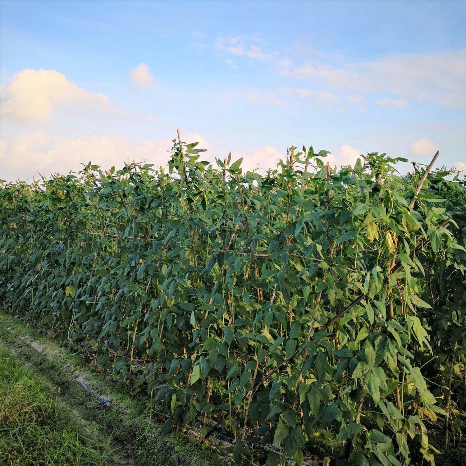 Iron and Clay Cowpea Seeds | Southern Field Pea Zipper Brown Crowder Seed 2024
