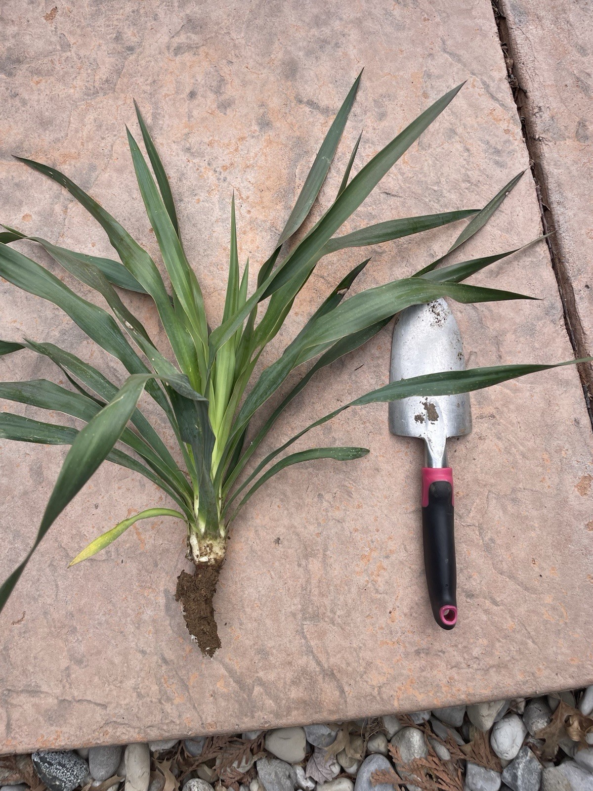 Yucca Bare root Small (Spanish Bayonet Variety) Look Like Palm Trees
