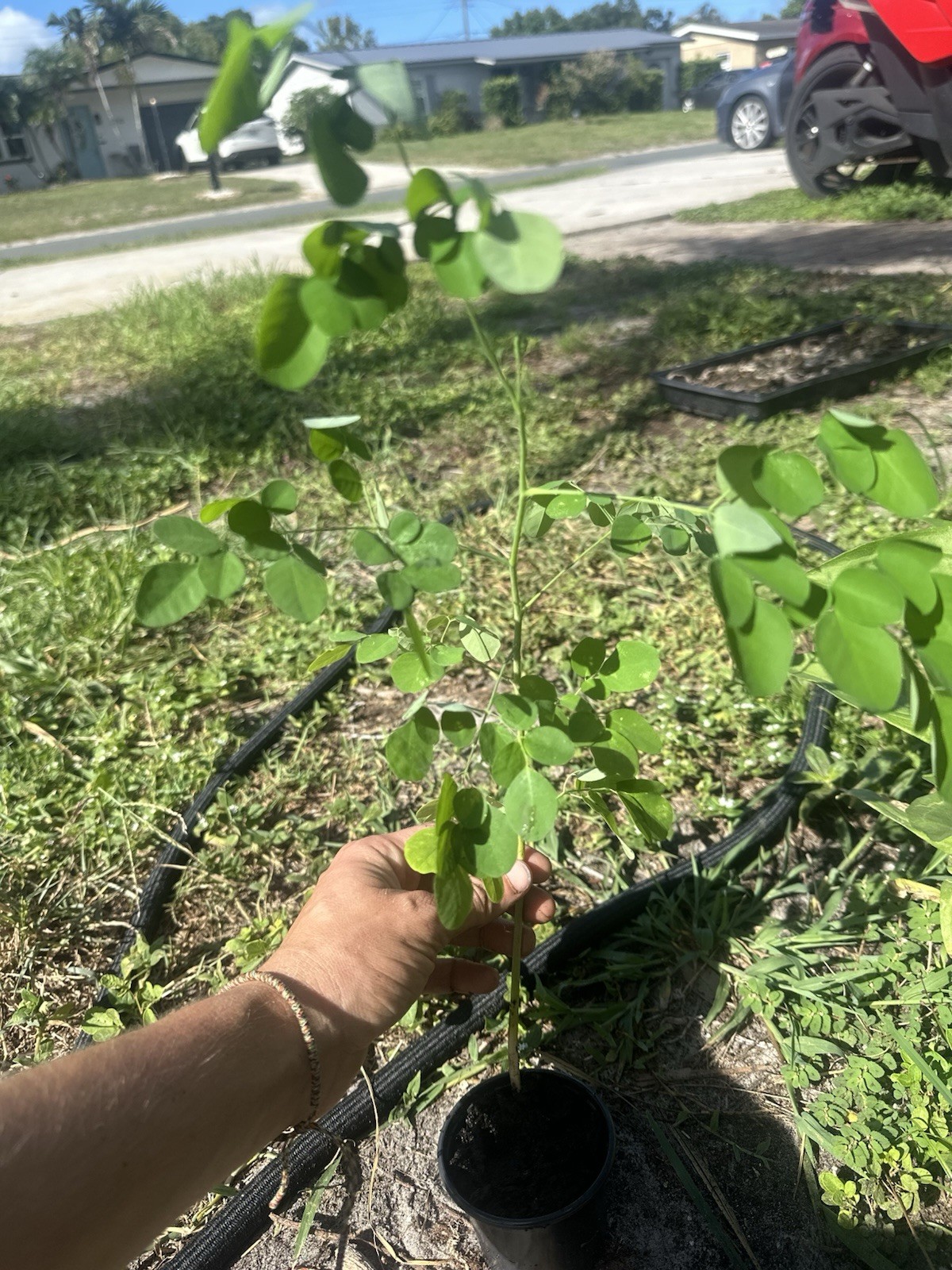 10 Moringa Oleifera Seeds Organic Drumstick Tree Miracle Tree Fast Growing Seeds