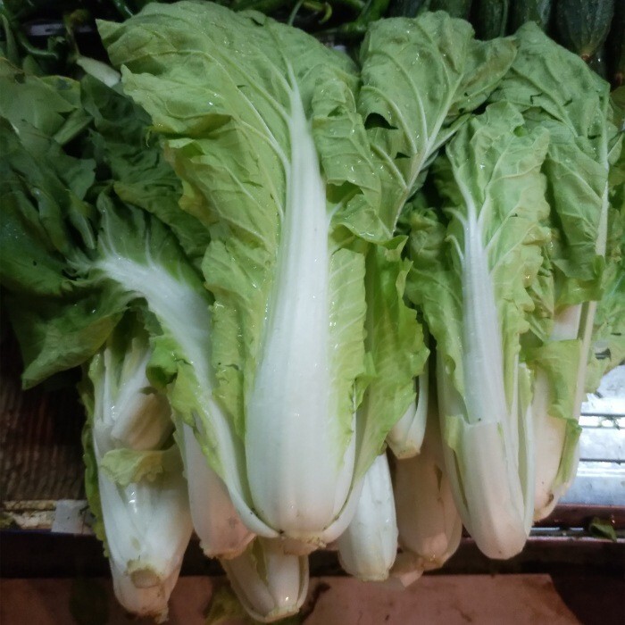 500+Chinese Cabbage seeds Pak Choi Kuai Cai Fast Grow Cabbage USA