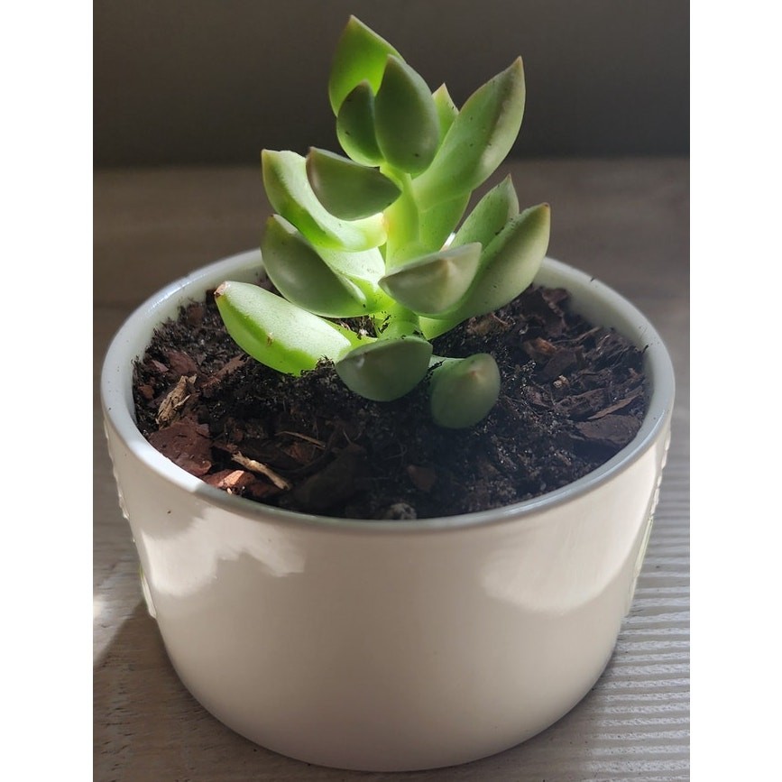 Succulent in Hydrangea Pot | Live Plant | Floral Ceramic Gift