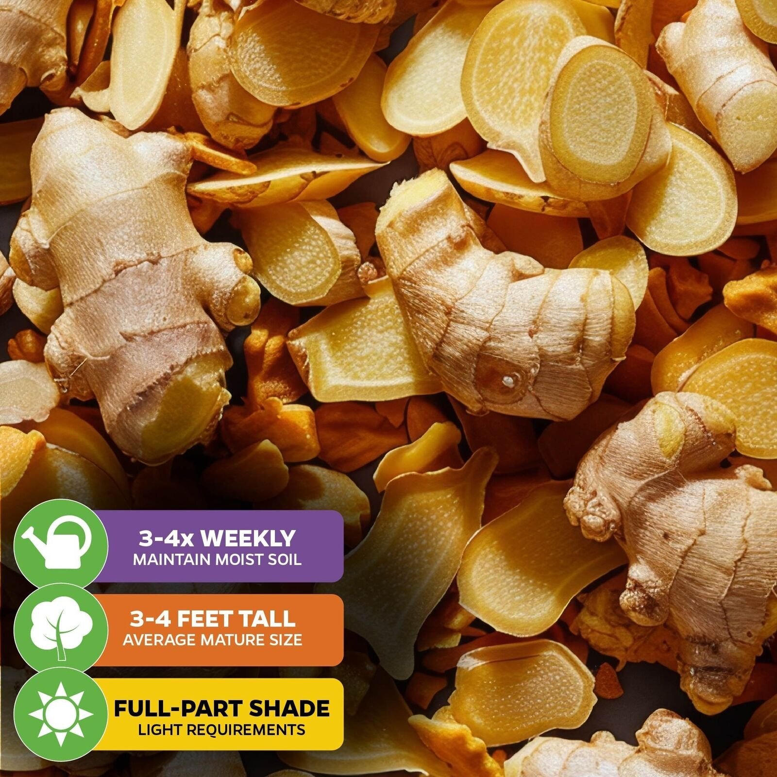 Ginger (Common Cooking Variety) – Zingiber officinale – Live Plant