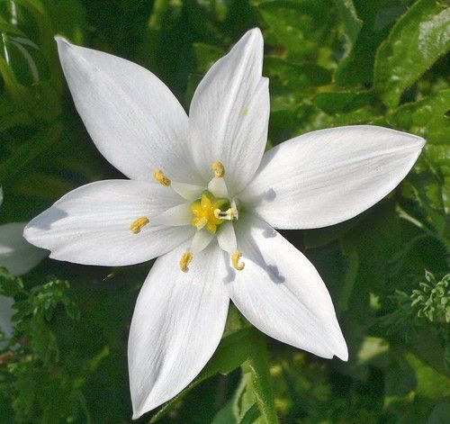 Star of Bethlehem (Ornithogalum Umbetallum) | Bulbs