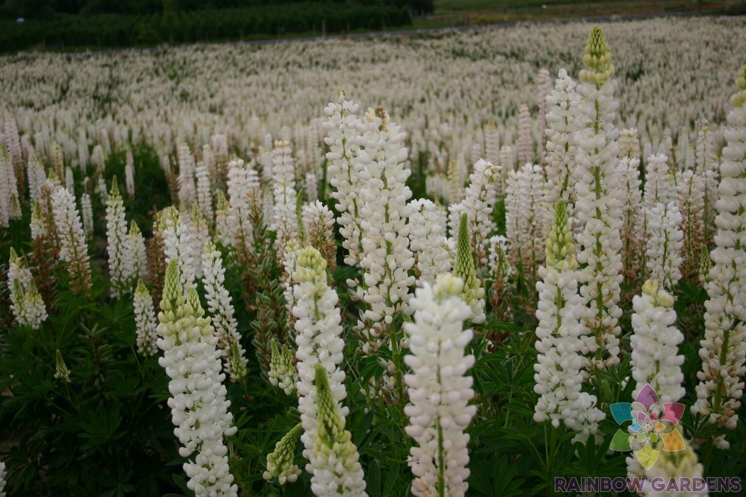 25+ Russell White Lupine Seeds for Garden Planting – USA – FREE SHIPPING!